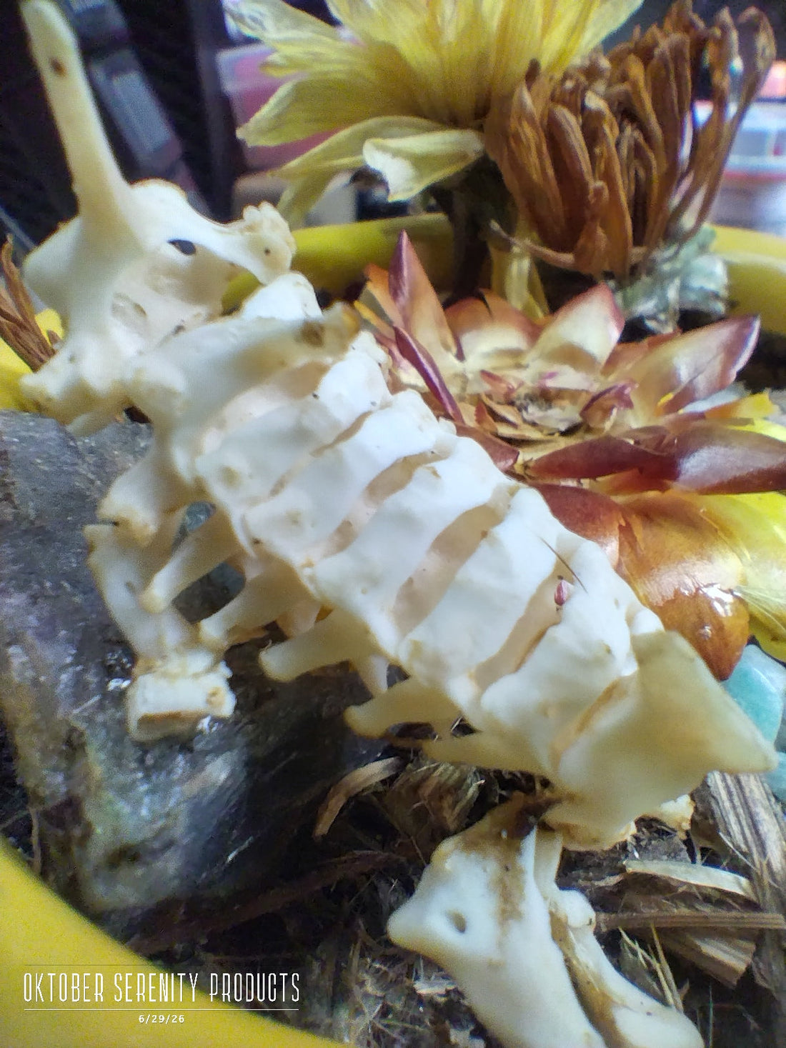The Humane way to gather and display bone art